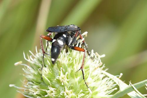 Episyron rufipes